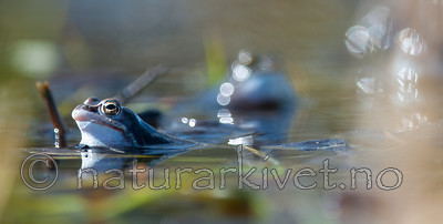 BB 09 0317 / Rana arvalis / Spissnutefrosk